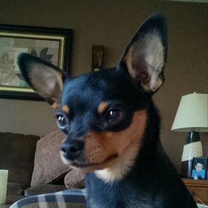 Meet your Posher, Doug